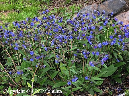 Tarhaimikk - trdgrdslungrt - Pulmonaria 'Blue Ensign'